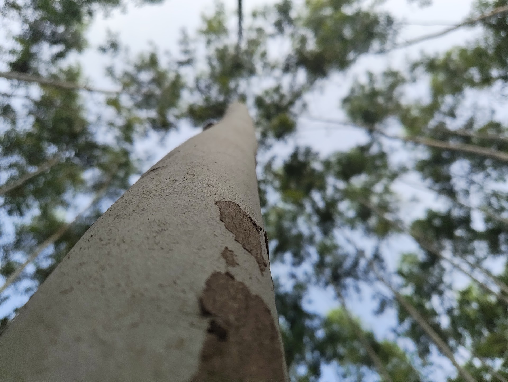 A tree from bottom angle